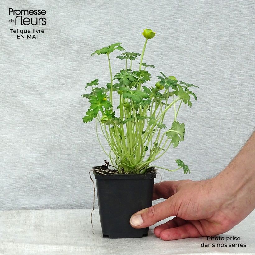 Spécimen de Trolle nain - Trollius pumilus Godet de 9cm tel que livré au printemps
