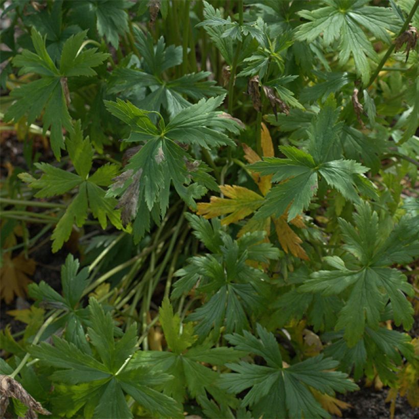 Trollius Alabaster - Trolle hybride (Feuillage)