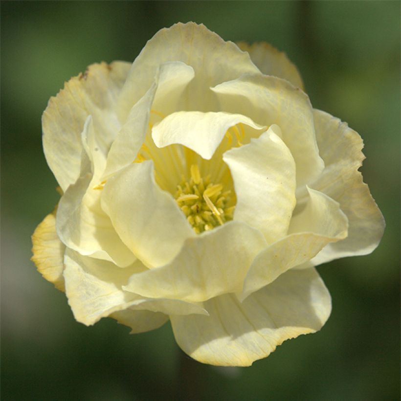 Trollius Alabaster - Trolle hybride (Floraison)