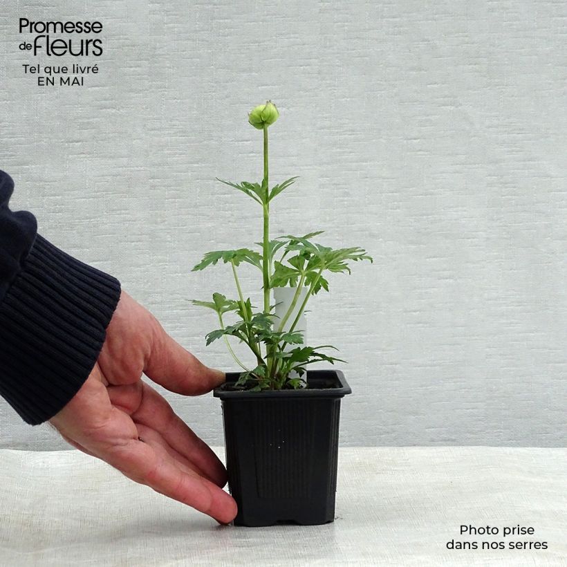 Spécimen de Trollius Alabaster - Trolle hybride Godet de 8 cm tel que livré au printemps
