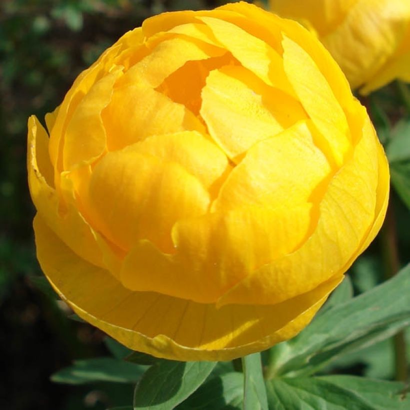 Trolle des montagnes - Trollius europaeus (Floraison)