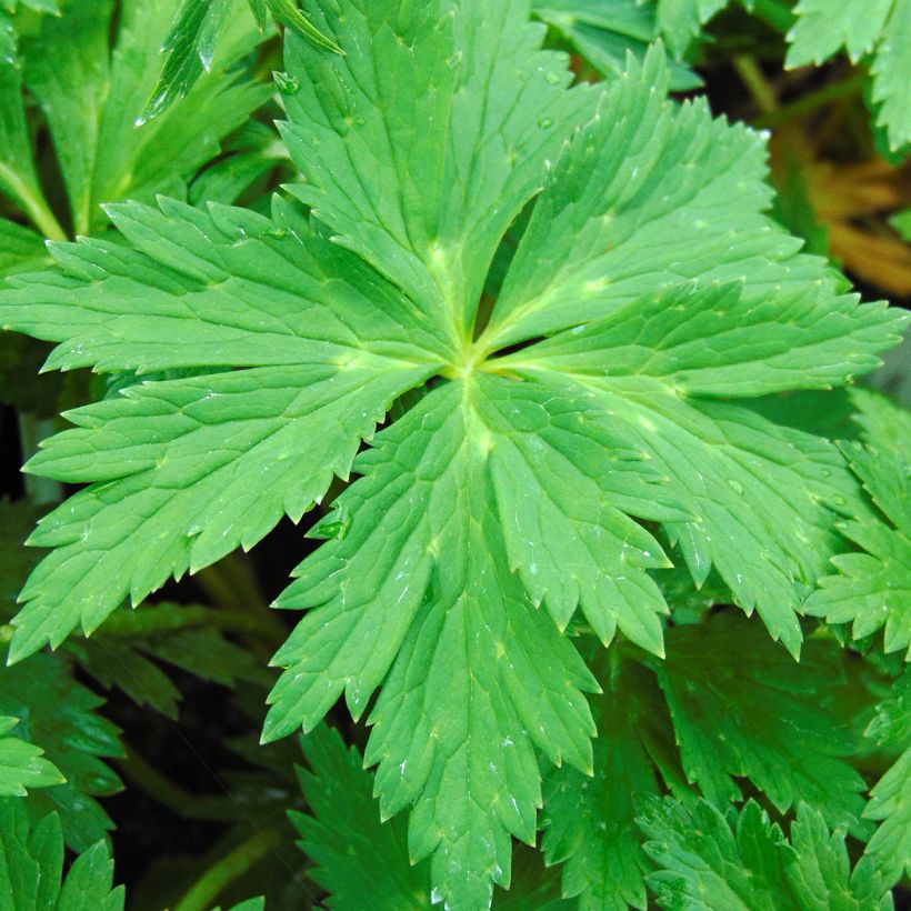 Trollius Lemon Queen - Trolle hybride (Feuillage)