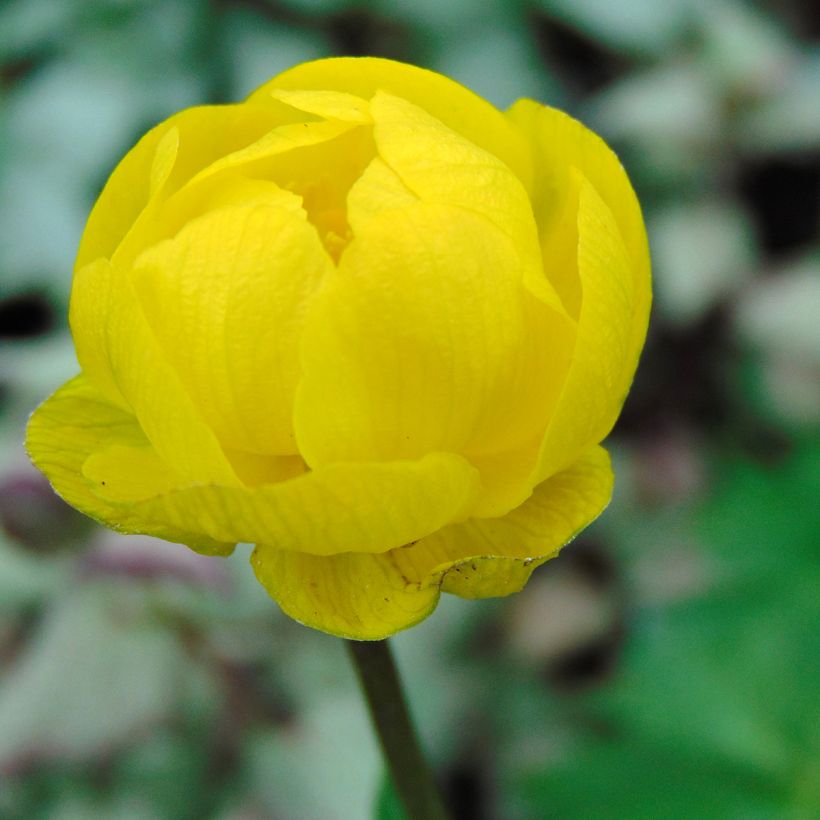 Trollius Lemon Queen - Trolle hybride (Floraison)