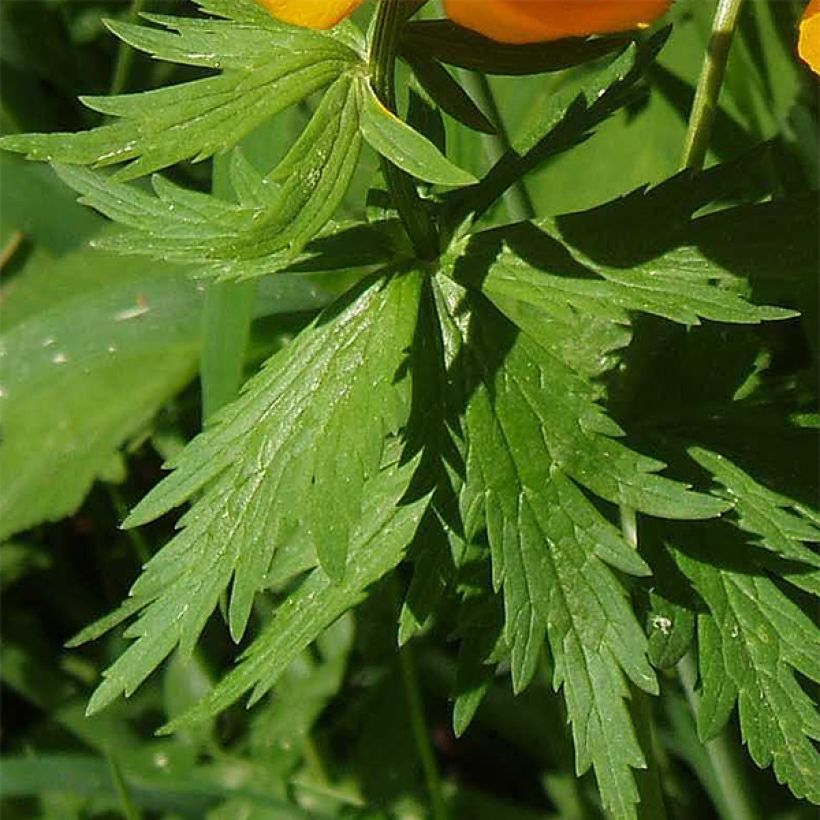 Trollius asiaticus - Trolle d'Asie (Feuillage)