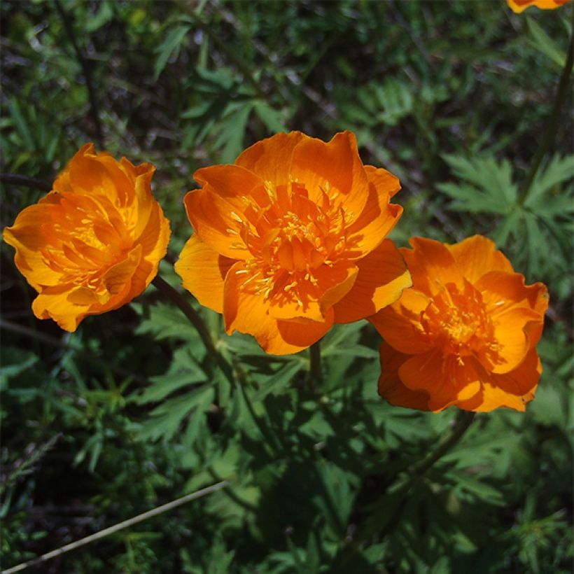 Trollius asiaticus - Trolle d'Asie (Floraison)