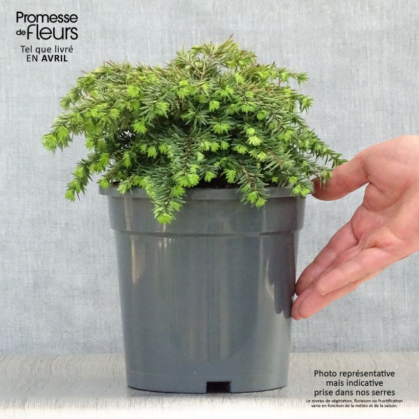 Spécimen de Tsuga canadensis Jeddeloh - Pruche du Canada Pot de 2L/3LHauteur livrée env. 10/20cm tel que livré au printemps