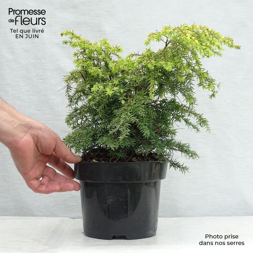 Spécimen de Tsuga canadensis Jeddeloh - Pruche du Canada Pot de 2L/3L tel que livré en été