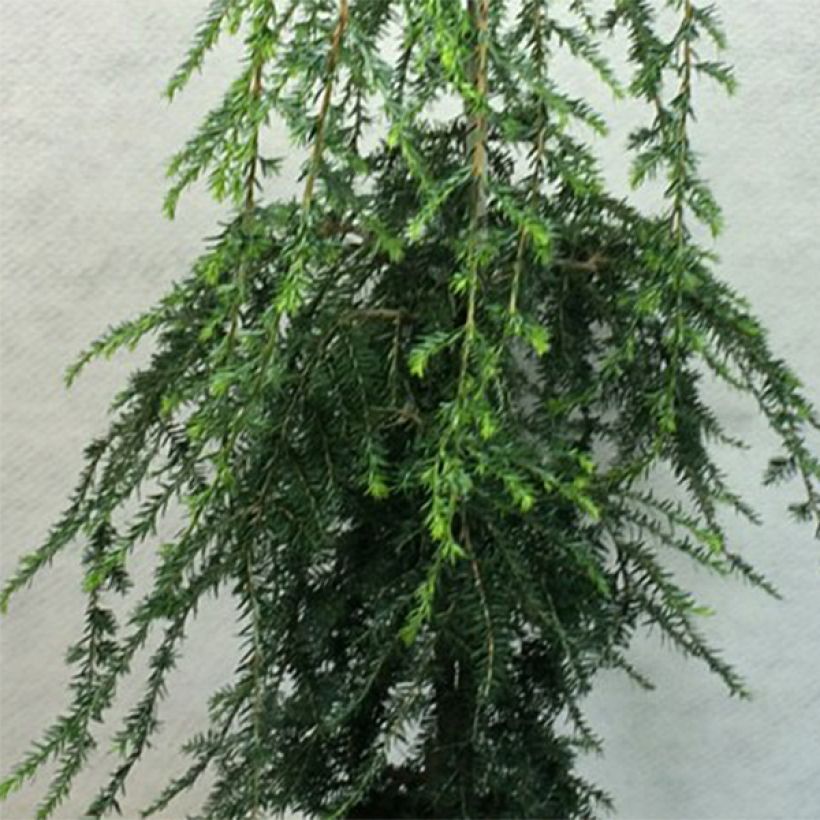 Pruche du Canada - Tsuga canadensis Pendula                        (Feuillage)