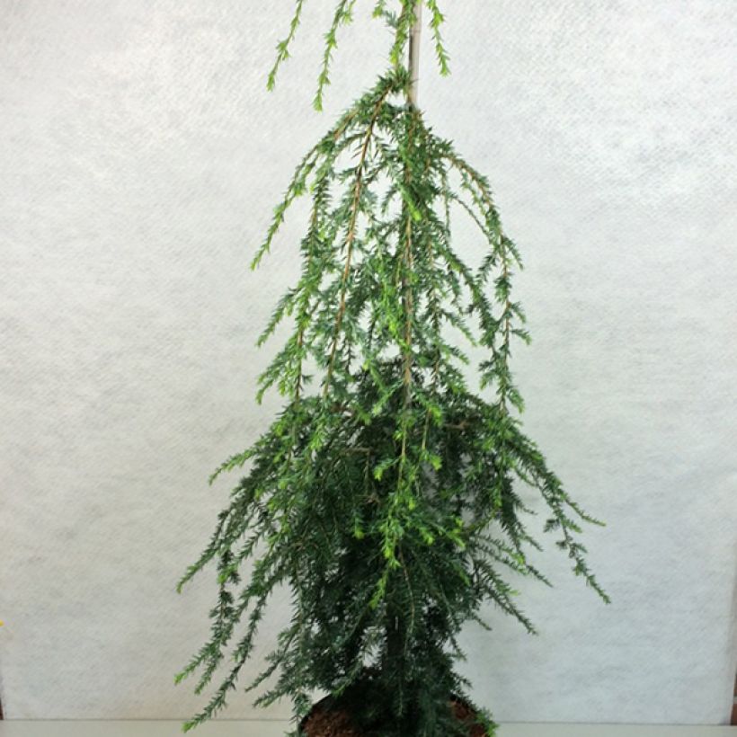 Pruche du Canada - Tsuga canadensis Pendula                        (Port)