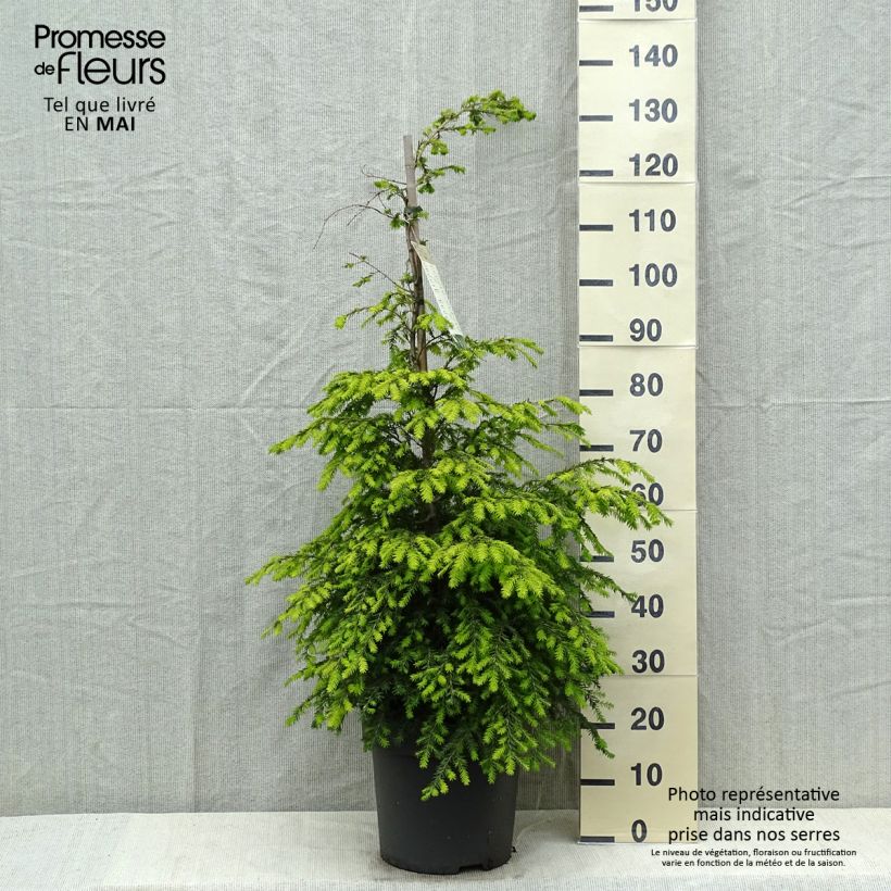 Spécimen de Tsuga canadensis - Pruche du Canada Pot de 3L tel que livré au printemps