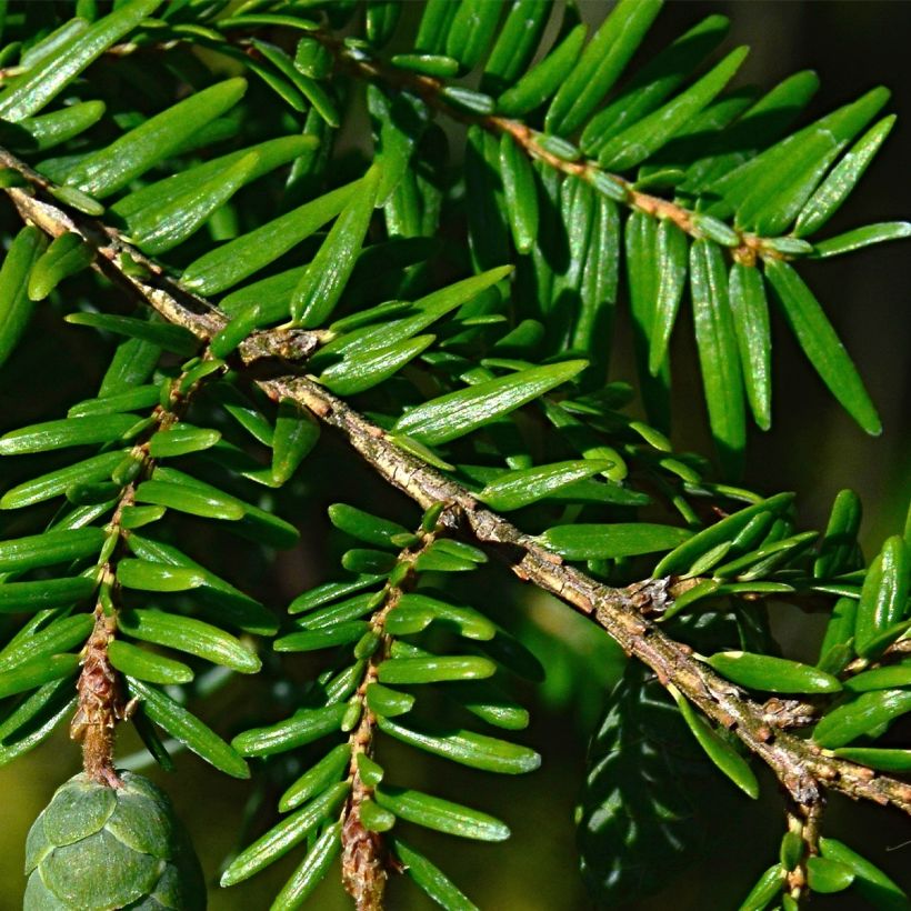 Tsuga canadensis - Pruche du Canada (Feuillage)