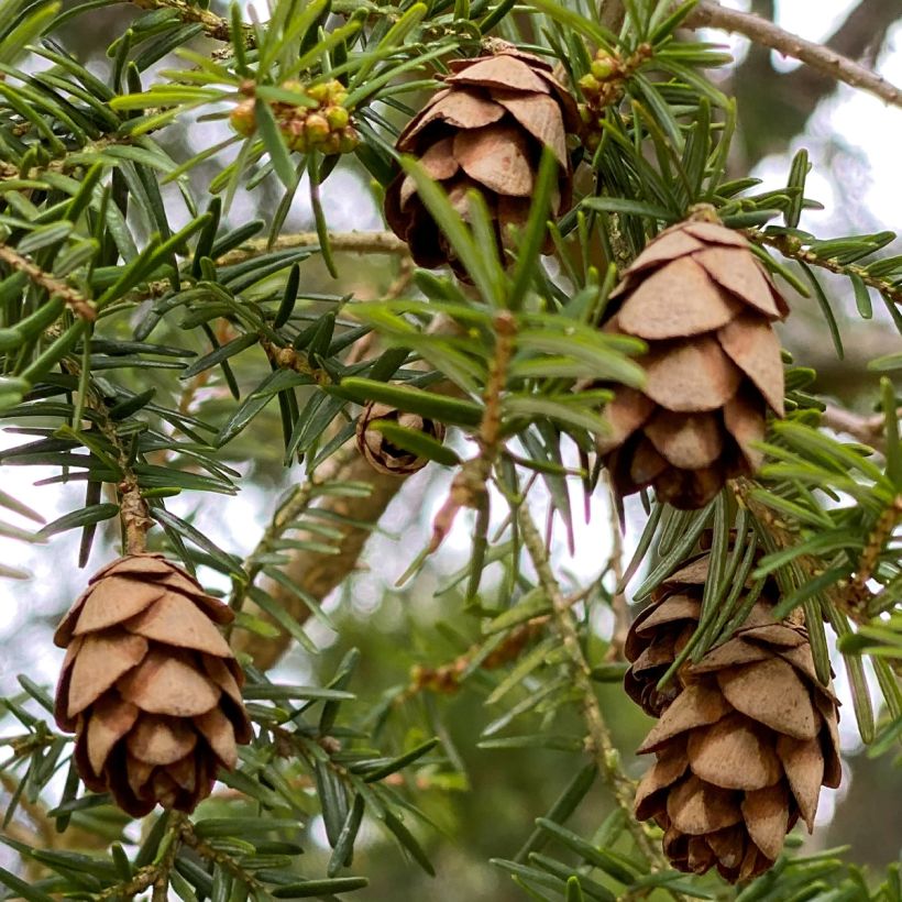 Tsuga canadensis - Pruche du Canada (Récolte)