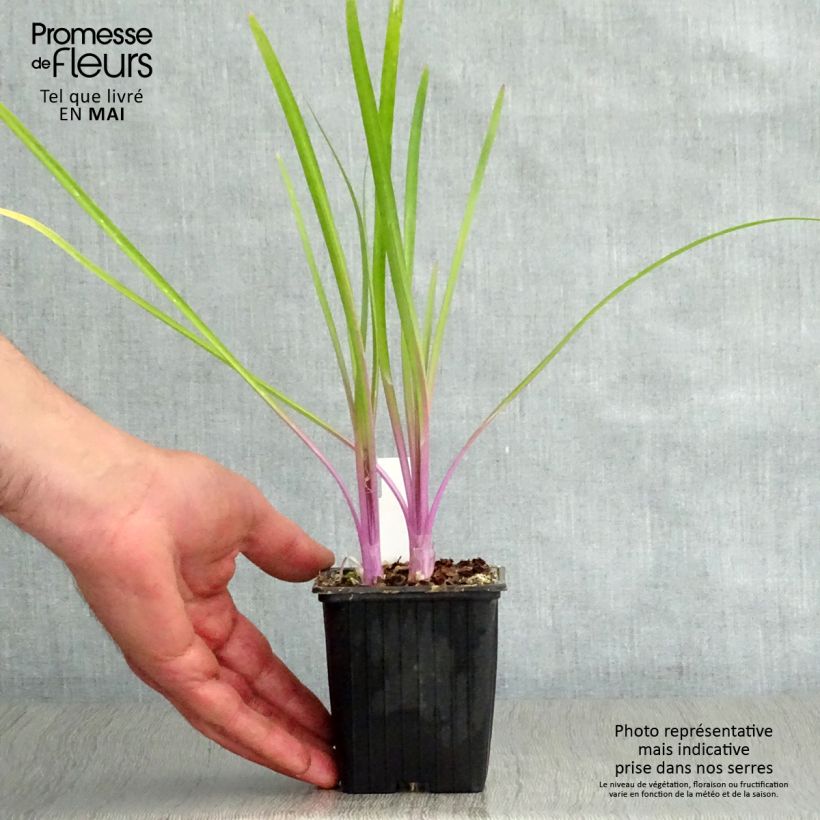 Spécimen de Tulbaghia Flamingo - Tulbaghie Godet de 8 cm tel que livré au printemps