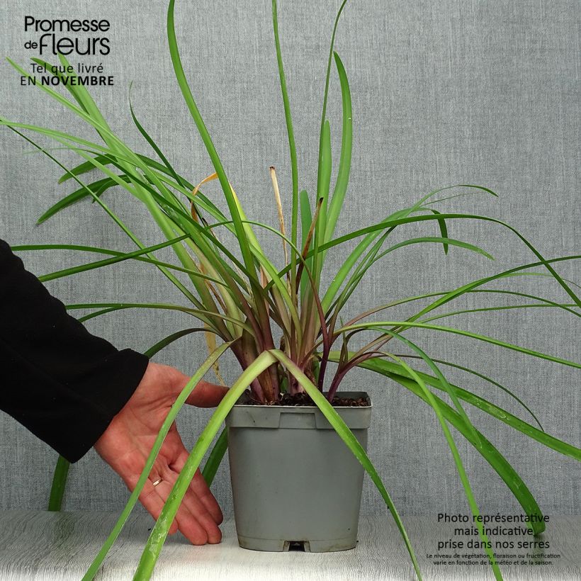 Spécimen de Tulbaghia Himba - Tulbaghie hybride  Pot de 2L/3L tel que livré en automne