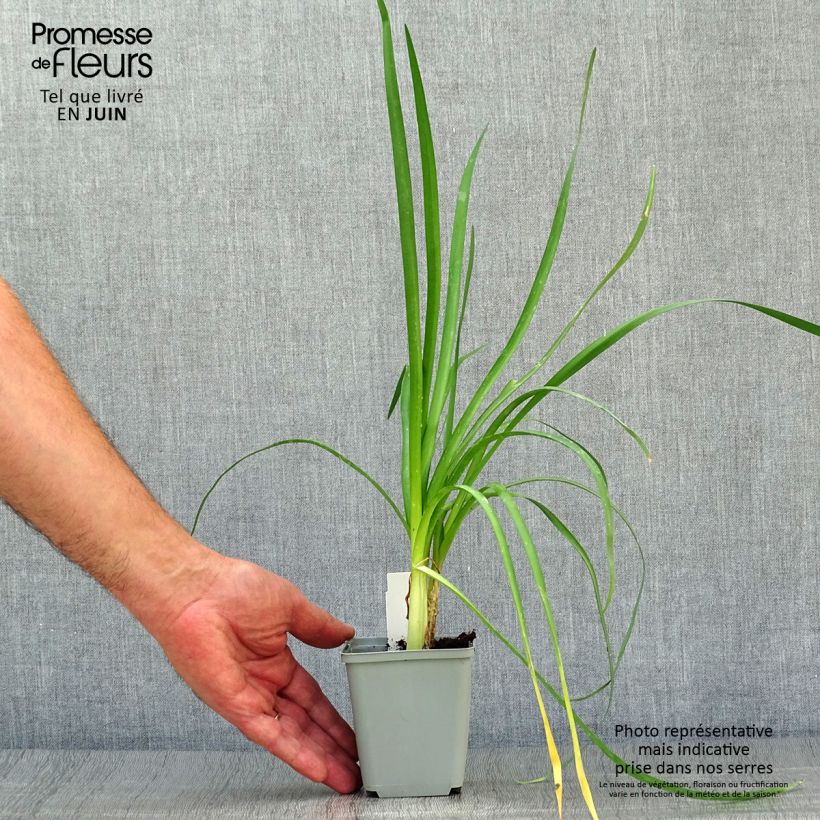 Spécimen de Tulbaghia Himba - Tulbaghie hybride  Pot de 2L/3L tel que livré en été