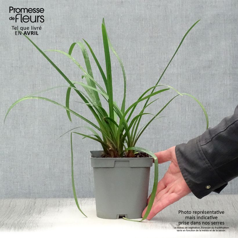 Spécimen de Tulbaghia Himba - Tulbaghie hybride - Pot de 2L/3L tel que livré au printemps