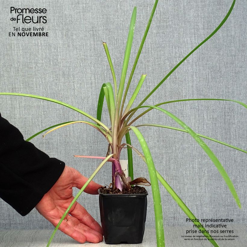 Spécimen de Tulbaghia Himba - Tulbaghie hybride  Godet de 7/8 cm tel que livré en automne