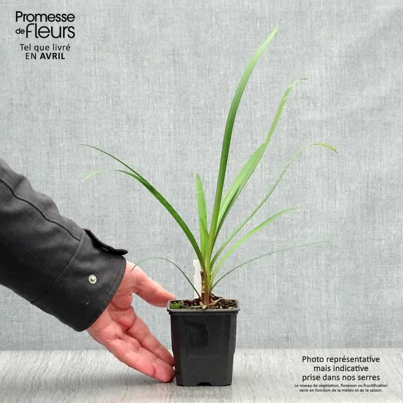 Spécimen de Tulbaghia Himba - Tulbaghie hybride - godet de 8/9cm tel que livré au printemps