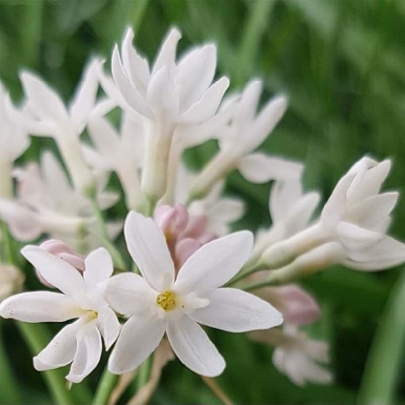 Tulbaghia violacea Pearl - Tulbaghie (Floraison)