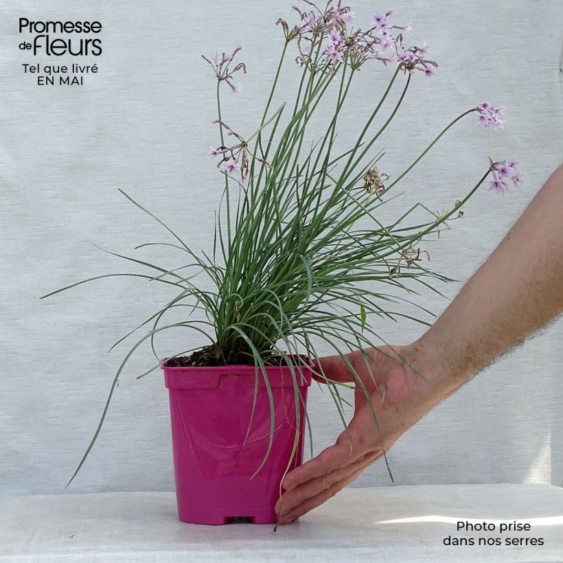Spécimen de Tulbaghia Purple Eye - Tulbaghie en pot de 2L/3L tel que livré au printemps