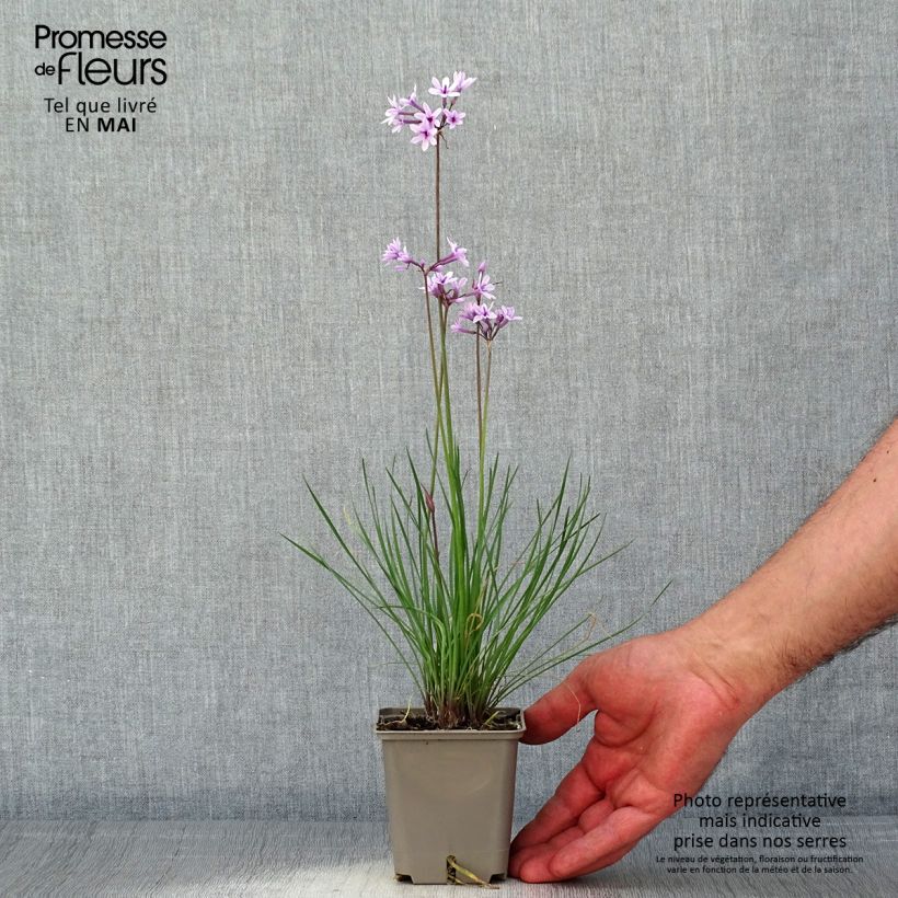 Spécimen de Tulbaghia Purple Eye - Tulbaghie en godet de 9 cm tel que livré au printemps