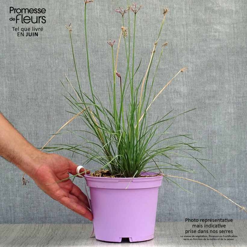 Spécimen de Tulbaghia Purple Eye - Tulbaghie Pot de 2L/3L tel que livré en été