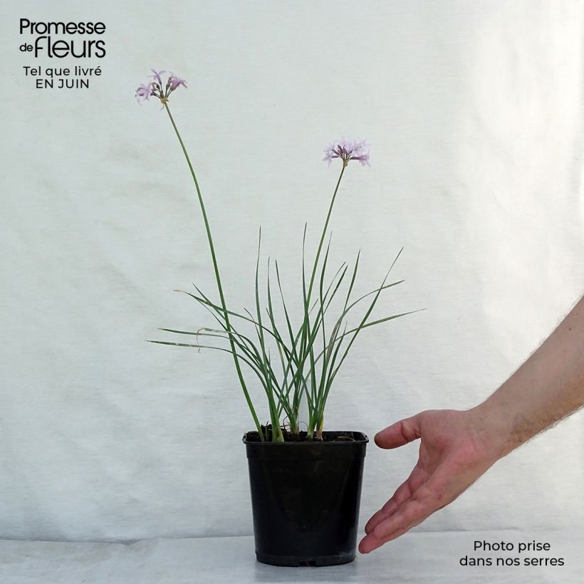 Spécimen de Tulbaghia violacea Ashanti Godet de 8/9 cm tel que livré en été