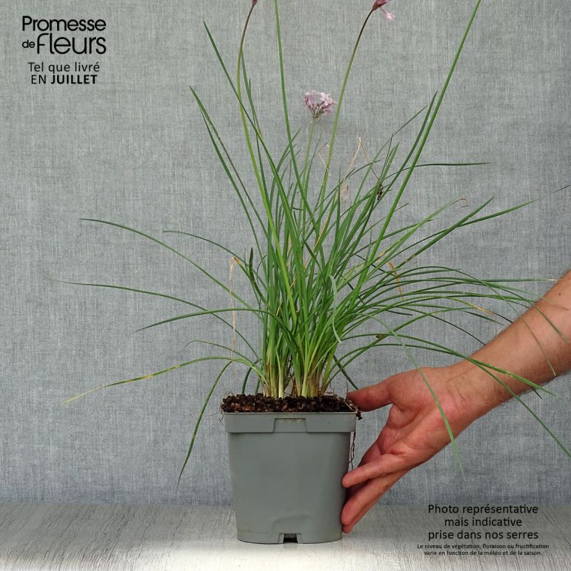 Spécimen de Tulbaghia violacea Ashanti Pot de 2L/3L tel que livré en été