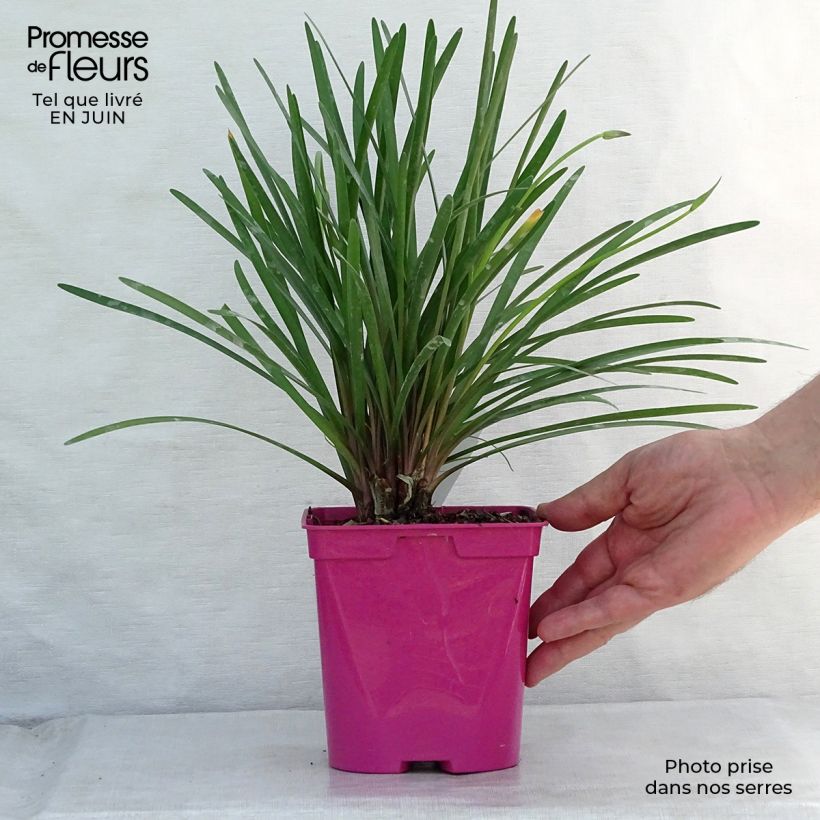Spécimen de Tulbaghia violacea Kilimanjaro Pot de 2L/3L tel que livré en été