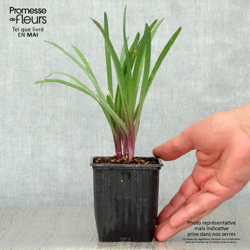Spécimen de Tulbaghia violacea Kilimanjaro en godet de 9 cm tel que livré au printemps