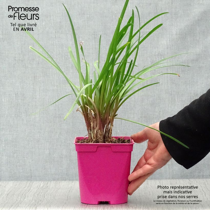 Spécimen de Tulbaghia violacea Kilimanjaro en pot de 2L/3L tel que livré au printemps