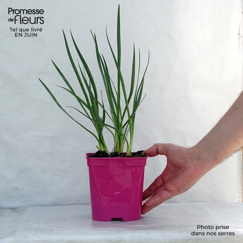 Spécimen de Tulbaghia violacea Pearl - Tulbaghie Pot de 2L/3L tel que livré en été