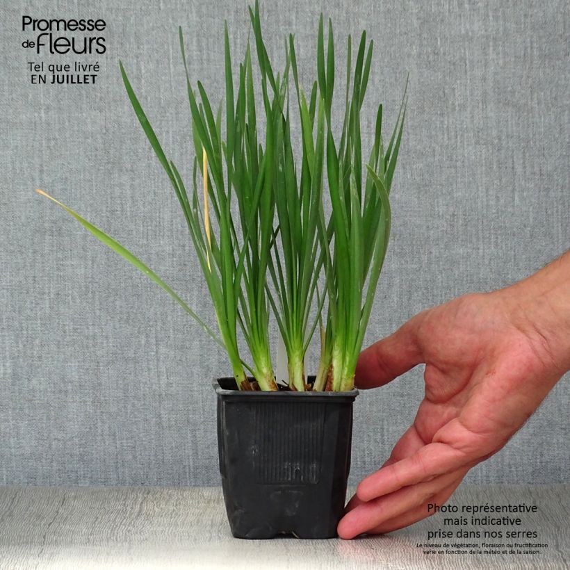 Spécimen de Tulbaghia violacea Pearl - Tulbaghie Godet de 8/9 cm tel que livré en été