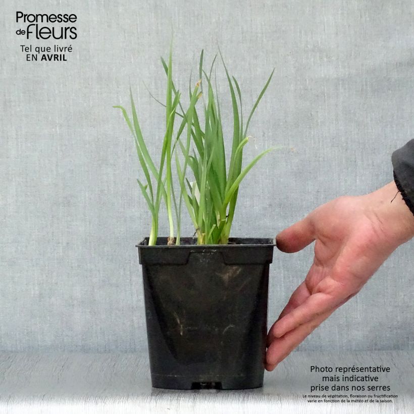 Spécimen de Tulbaghia violacea Pearl - Tulbaghie en pot de 2L/3L tel que livré au printemps