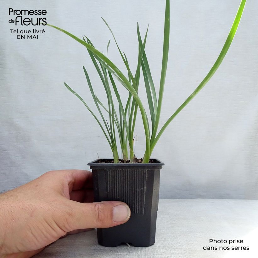 Spécimen de Tulbaghia violacea Pearl - Tulbaghie en godet de 9 cm tel que livré au printemps