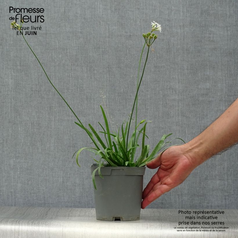 Spécimen de Tulbaghia violacea Savannah Lightning - Tulbaghie - pot de 2L/3L tel que livré en été