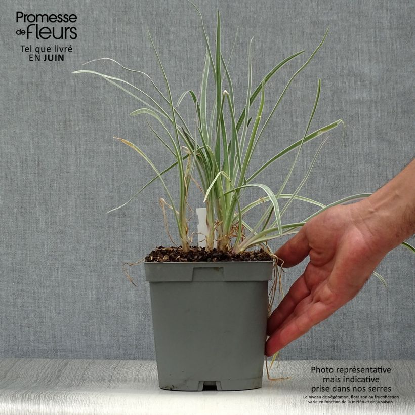 Spécimen de Tulbaghia violacea Silver Lace - Thulbaghie Pot de 2L/3L calibre I tel que livré en été