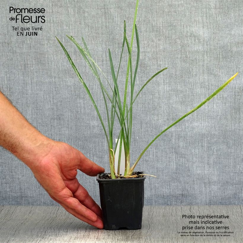 Spécimen de Tulbaghia violacea - Tulbaghie Godet de 8/9 cm tel que livré en été