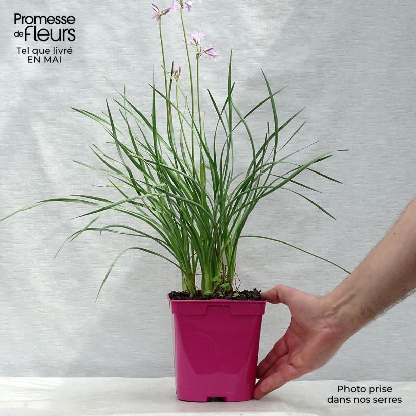Spécimen de Tulbaghia violacea - Tulbaghie en pot de 2L/3L tel que livré au printemps