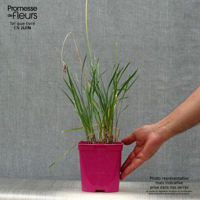 Spécimen de Tulbaghia violacea - Tulbaghie Pot de 2L/3L tel que livré en été
