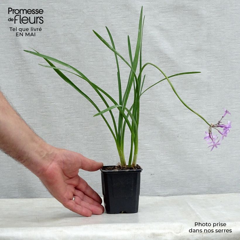 Spécimen de Tulbaghia violacea - Tulbaghie en godet de 9 cm tel que livré au printemps