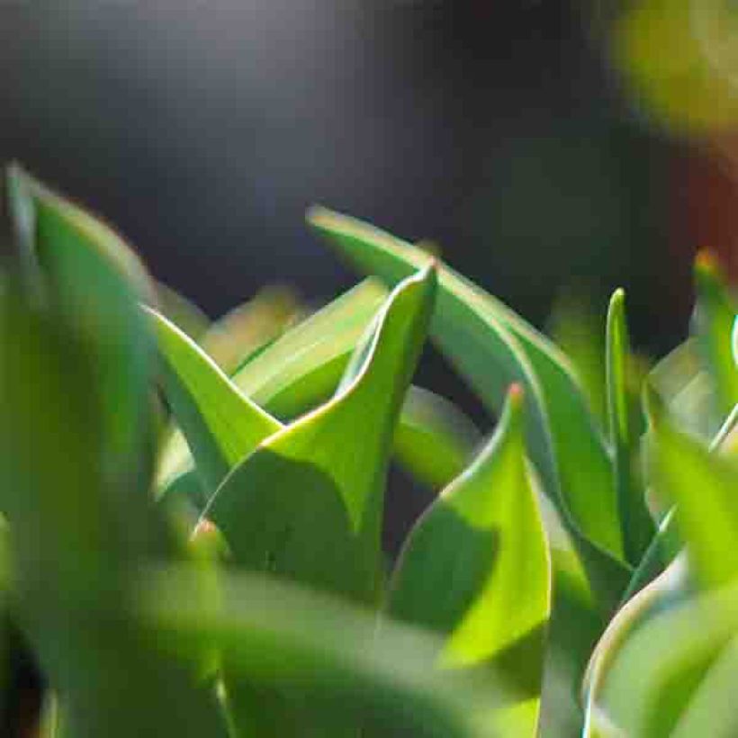 Tulipe viridiflora Green River (Feuillage)