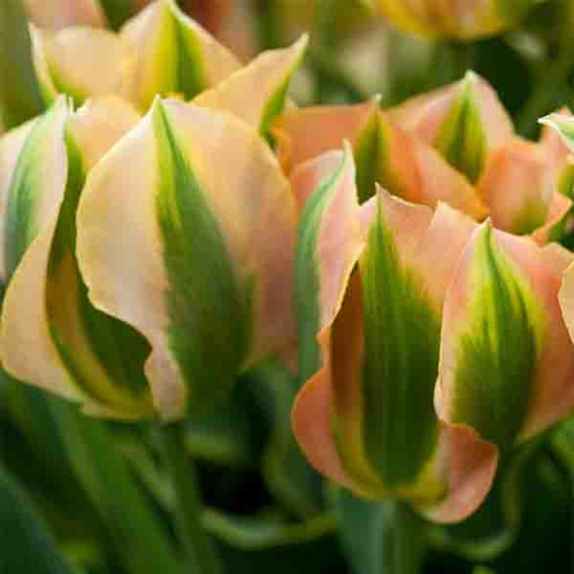 Tulipe viridiflora Green River (Floraison)