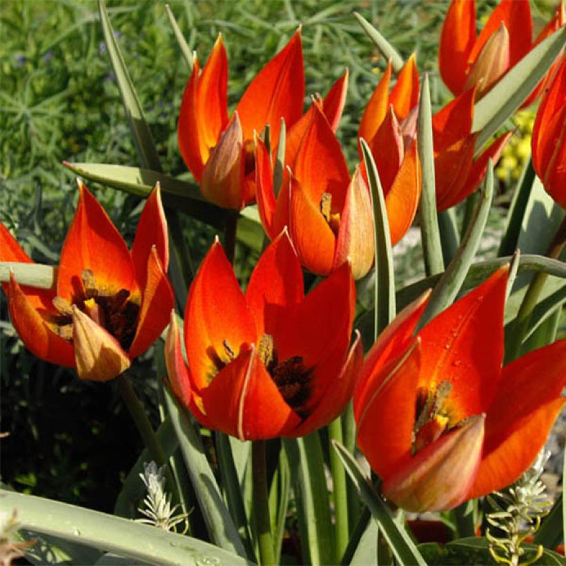 Tulipe botanique whittallii (Floraison)