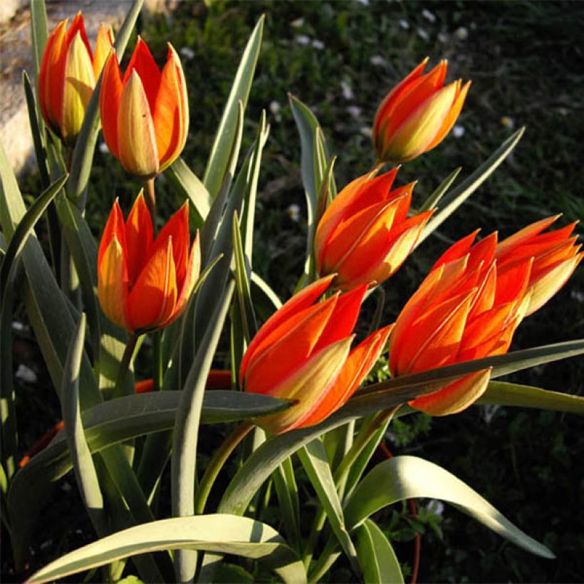 Tulipe botanique whittallii (Port)