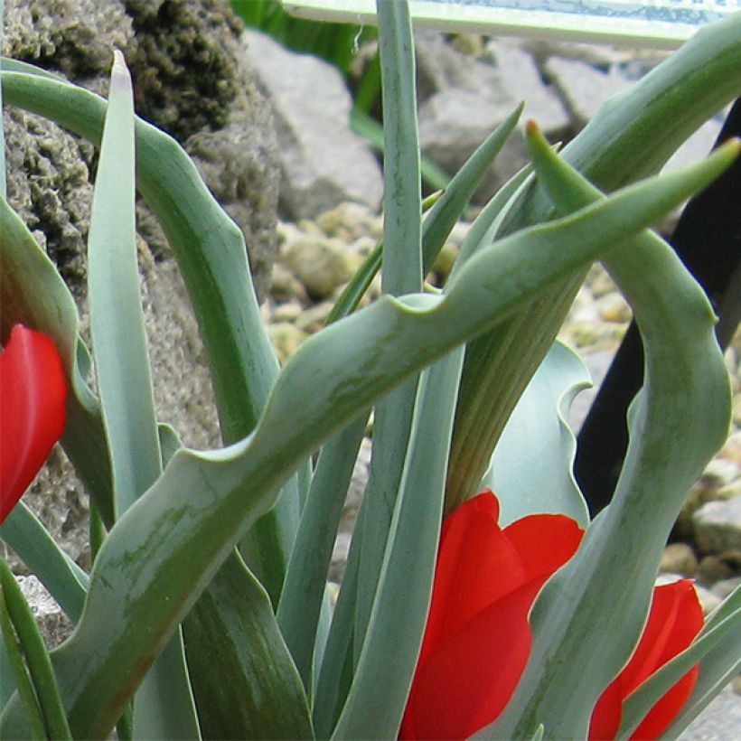 Tulipe botanique wilsoniana (Feuillage)