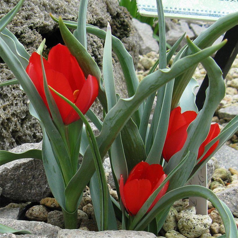 Tulipe botanique wilsoniana (Floraison)