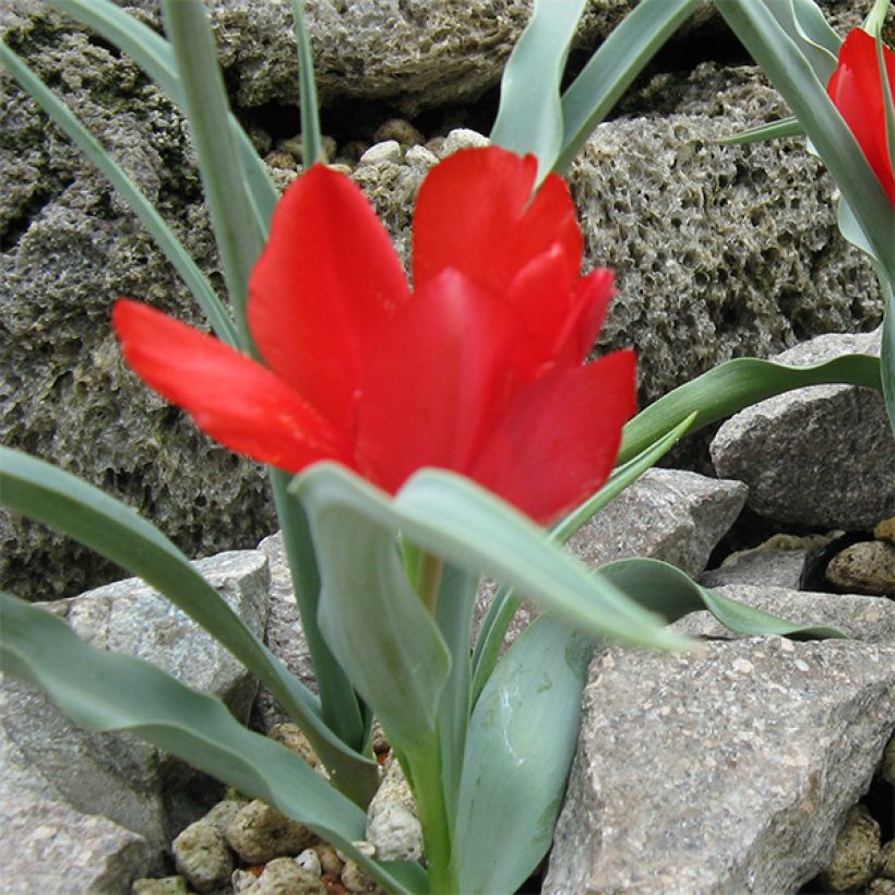 Tulipe botanique wilsoniana (Port)