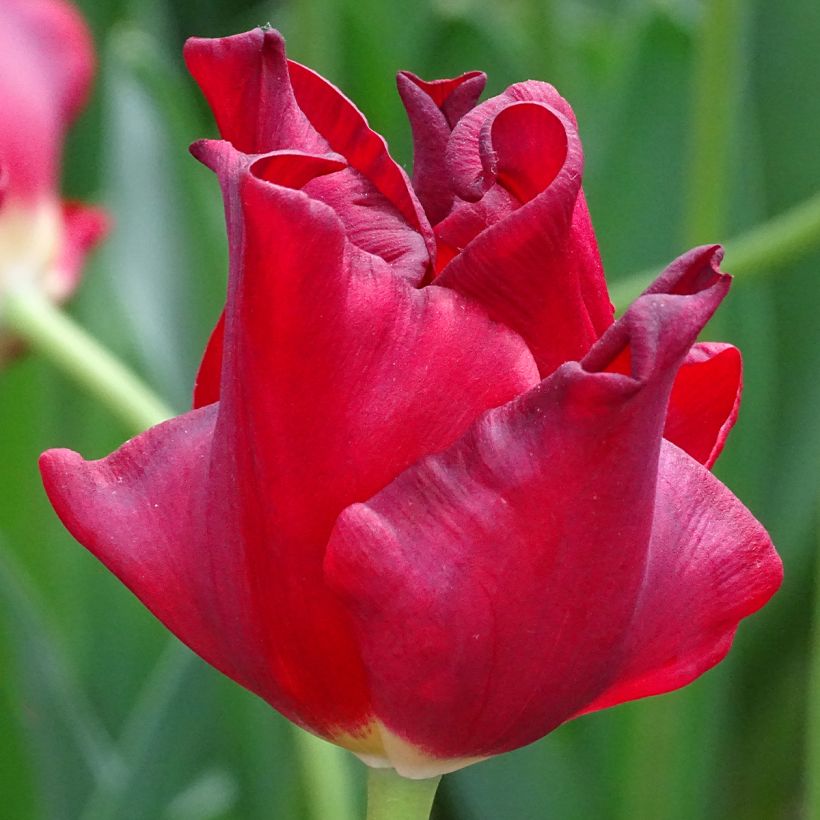 Tulipe couronne Red Dress (Floraison)
