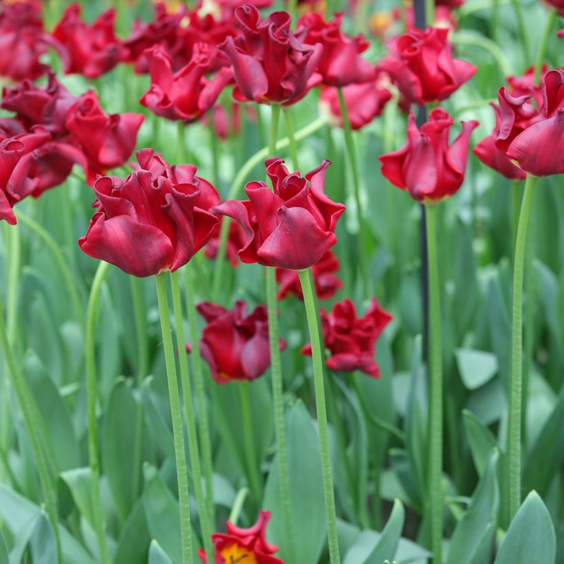 Tulipe couronne Red Dress (Port)